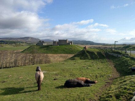 Ponies at Ruthven Barracks